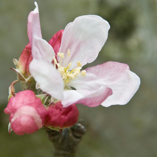 Egremont Russet Scions