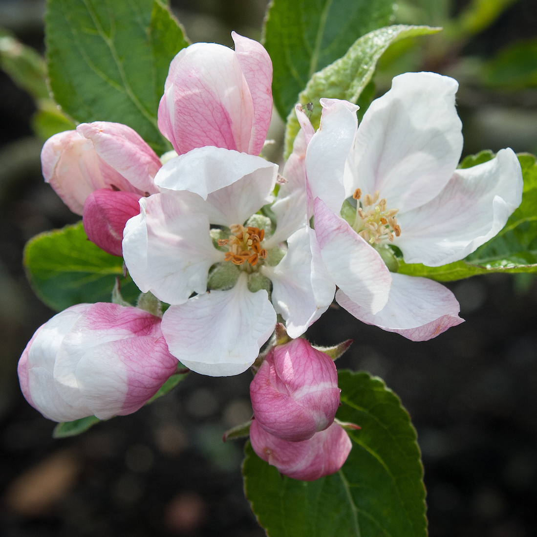 Ellison's Orange  - disease resistant excellent tasting variety.