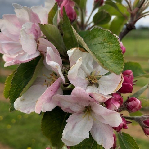 Elstar - crisp with an intense honeyed flavour.