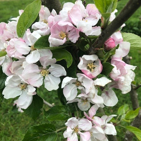 Fiesta (Red Pippin) - one of the best - a fabulous apple.