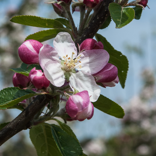 Fillingham Pippin - a Yorkshire apple with a fruity taste.
