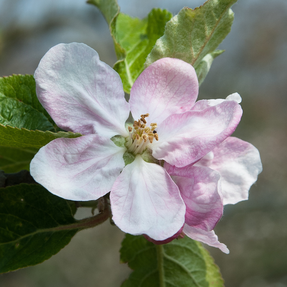 Golden Pearmain - a great apple dating from 1780.