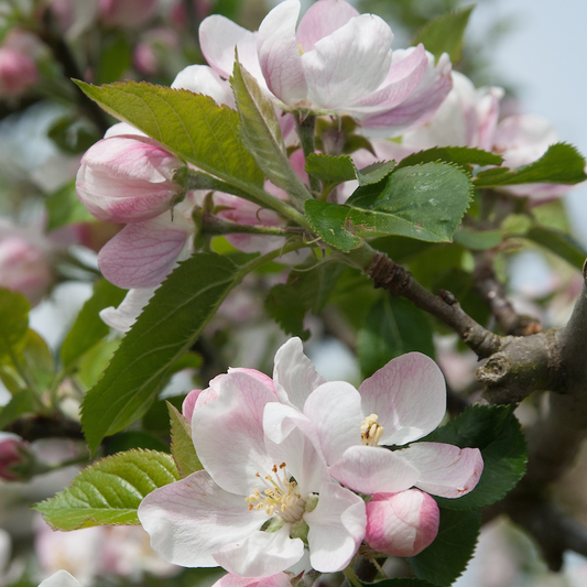 Golden Pippin - recorded in 1629 - this is one of our oldest cider apples.