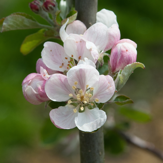 Ingall's Red - a great variety that's a must for every garden.