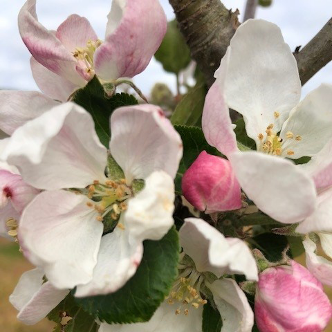Irish Peach - a first rate early season variety.