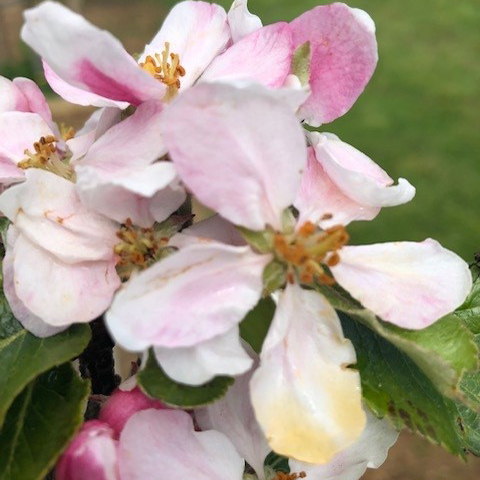 James Grieve - a popular variety well suited to the north.