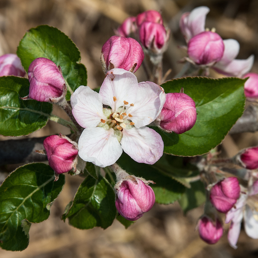 Jonagored - great flavour with juicy flesh.