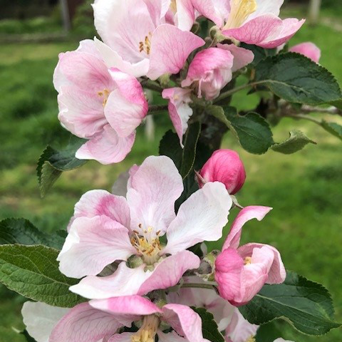 Jupiter - a modern disease resistant self fertile variety.