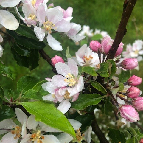 Katy (Katja) - the favourite variety of many.