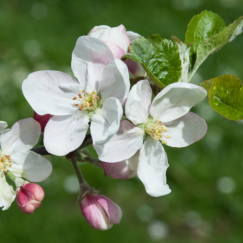 Kerry Pippin - a famous, highly regarded Irish variety.