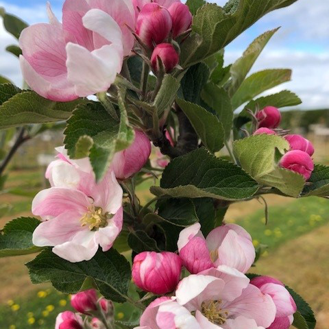 Kidd’s Orange Red - one of the best flavoured apples.