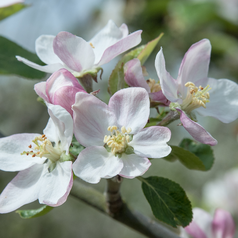 King of the Pippins - if you have space plant this variety.