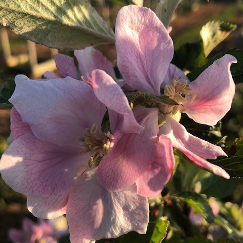 King's Acre Pippin - a great apple with rich flavour.