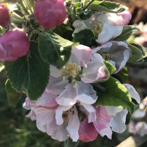 Kingston Black - possibly the best balanced Bittersharp cider apple.