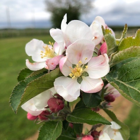 Lord Lambourne - great flavour, well suited to the north.