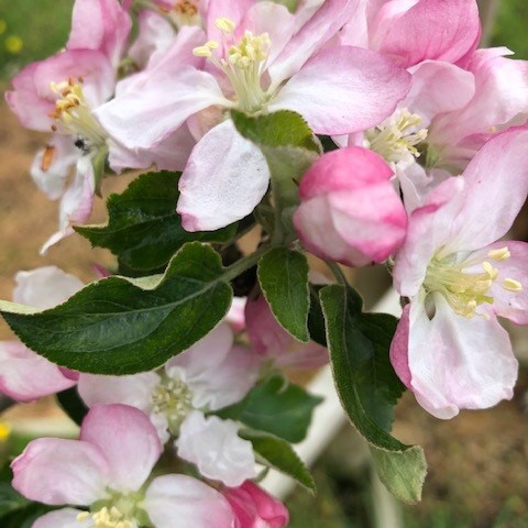 Michelin - the most commerically grown Bittersweet cider apple.