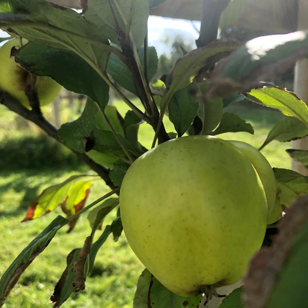 Michelin Scions (Cider)