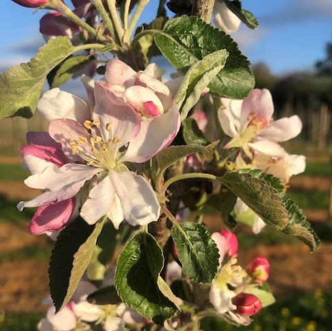 Norfolk Royal - a wonderful fruit with great characteristics.