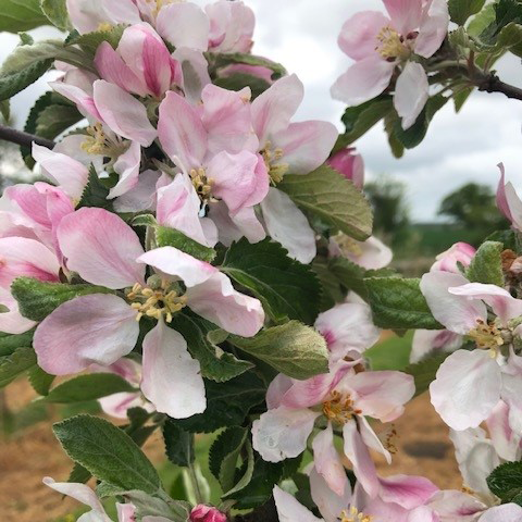 Queen Cox - a great flavoured variety but not for the north.