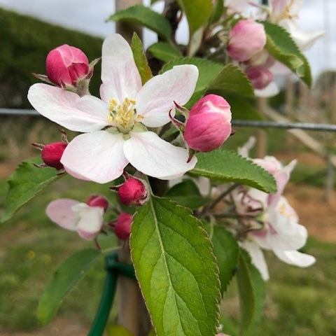 Rajka - a modern disease resistant full flavoured apple