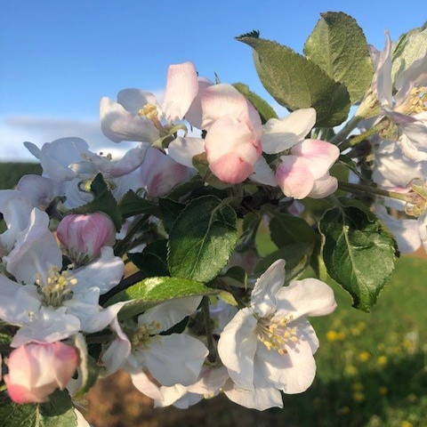 Red Miller's Seedling - sweet, juicy with a refreshing flavour.