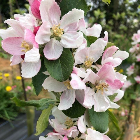 Alkmene - easy to grow, self fertile and frost hardy.