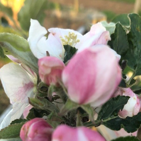 Ribston Pippin - a famous variety with wonderful characteristics.