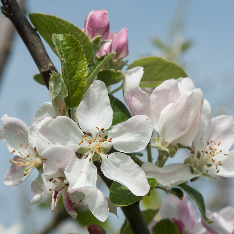 Rival - Cox flavour coupled with disease resistance.