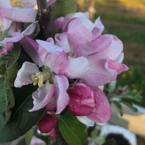 Rosemary's Russet Scions