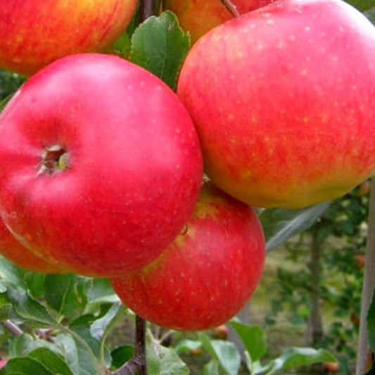 Rubinola - a modern, disease resistant and well-flavoured Czech variety.