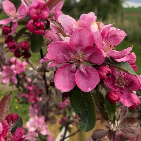 Sops in Wine - an unusual pink juice valued within a cider blend.