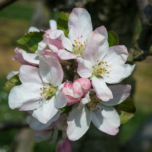 St Edmunds Russet - some regard this as the superior russet.