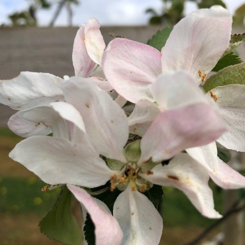 Stark's Earliest - an early, well-flavoured variety from the USA.