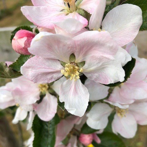 Sturmer Pippin - an exceptionally well-flavoured apple.