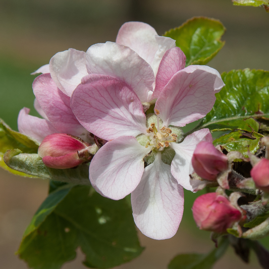 Thomas Rivers Early Peach - a quality, heritage variety.