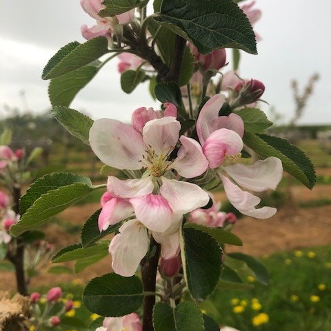 Winter Gem - a modern variety with great balanced flavour.