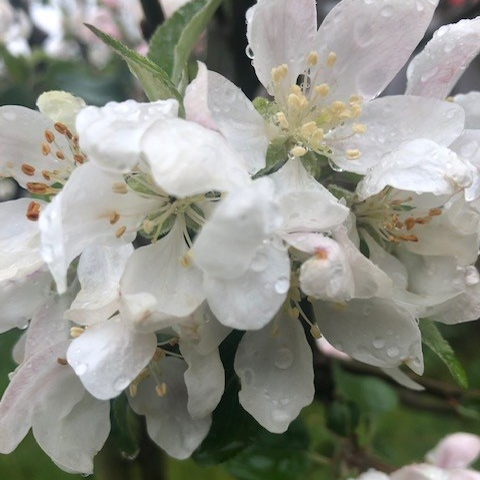 Worcester Pearmain - an absolute must for any garden.