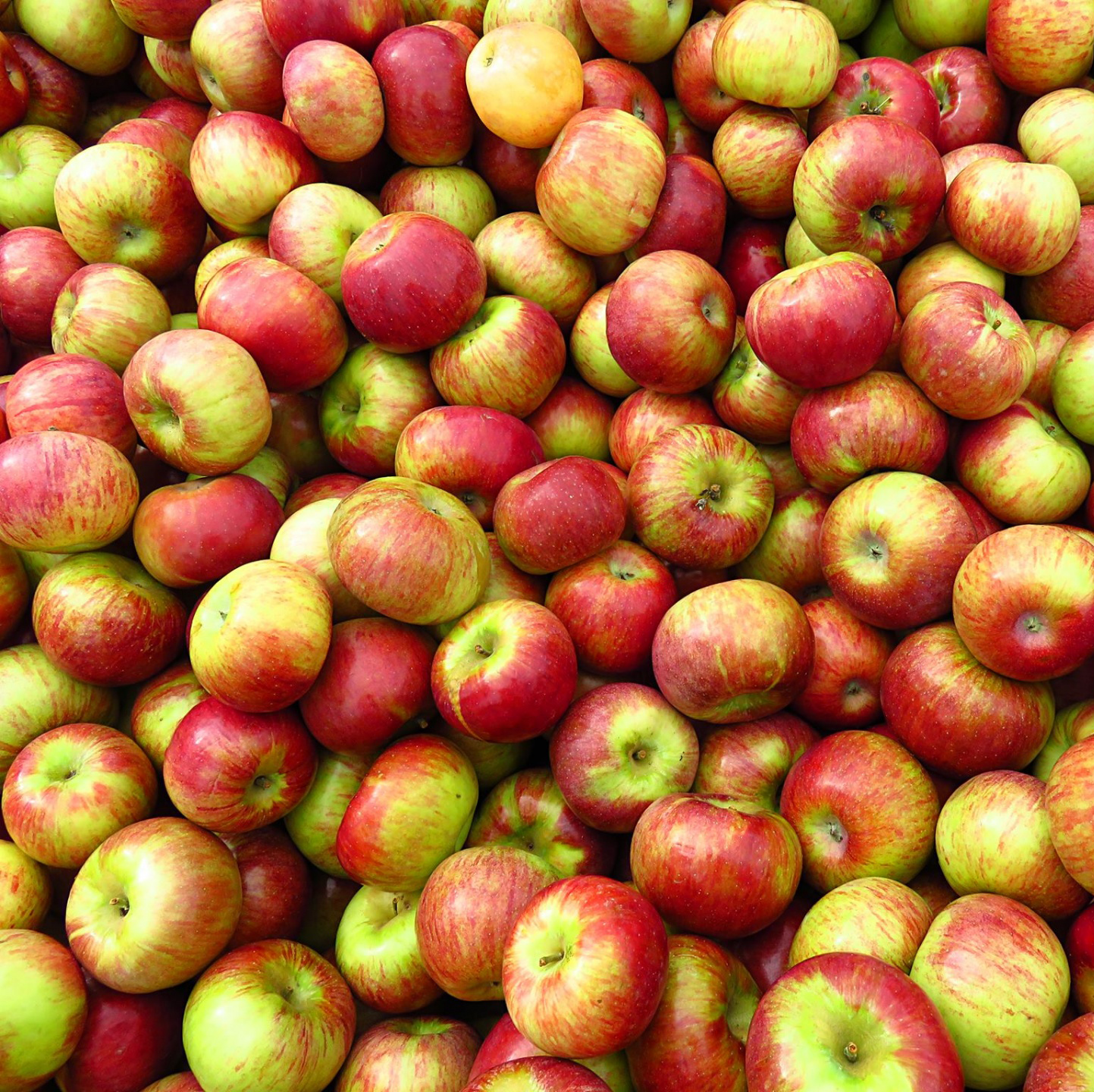 Angela - a modern cider apple from Long Ashton.