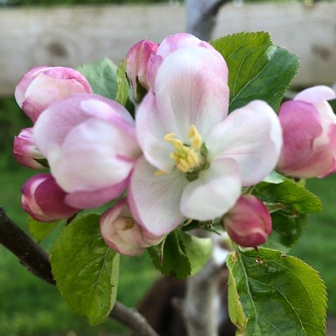 Dabinett (thin) - a commerically popular bittersweet Cider Apple.