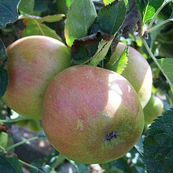 Claygate Pearmain Scions (thin) Yorkshire Apples