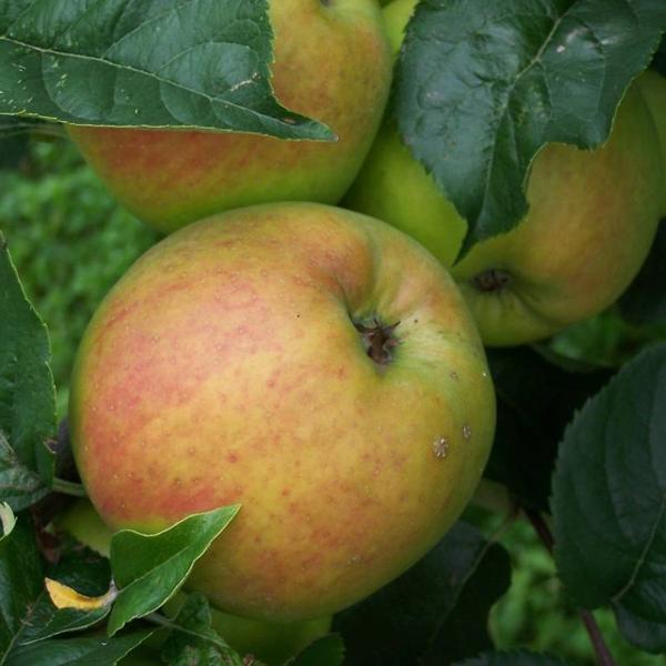 Blenheim Orange Scions