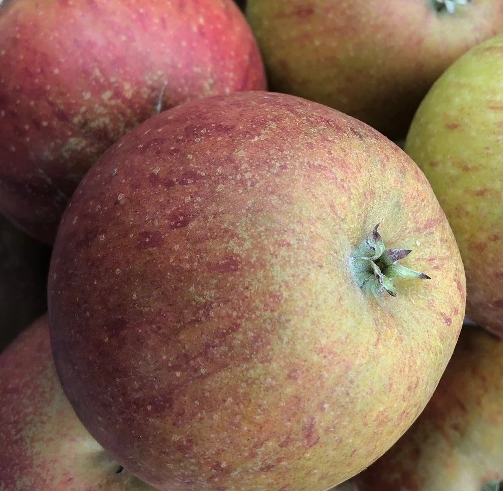 Queen Cox Scions Yorkshire Apples