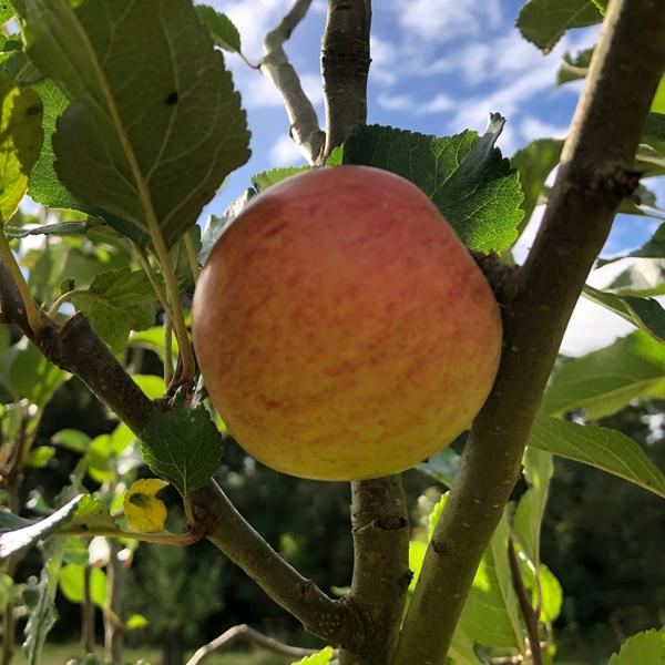 Elstar Scions Yorkshire Apples