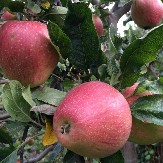 Adam's Pearmain Scions (Thin) Yorkshire Apples