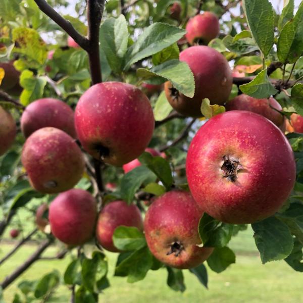 Tydemans Late Orange Scions Yorkshire Apples