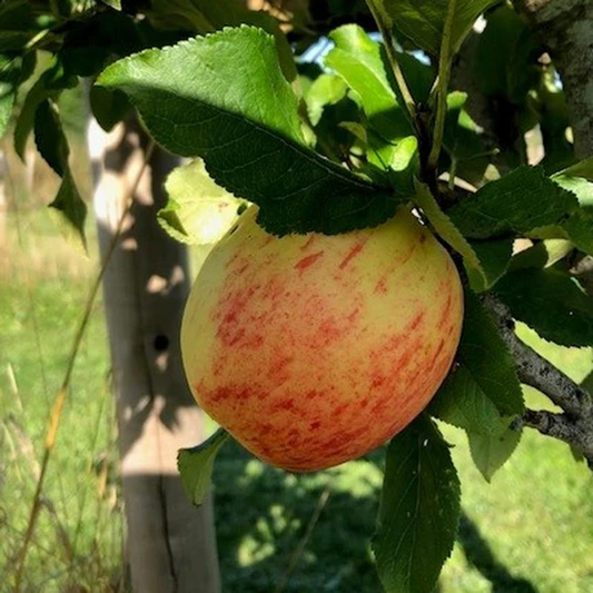 Apache Scions - fabulous flavour packed with juice.