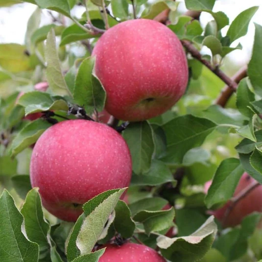 American Mother - pefumed, sweet late flowering.
