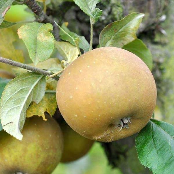 Egremont Russet