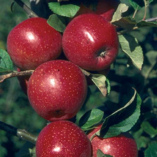 Alkmene Scions Yorkshire Apples