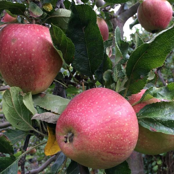 Katy Katja The Favourite Variety Of Many Yorkshire Apples katy-katja-the-favourite-variety-of-many-yorkshire-apples
